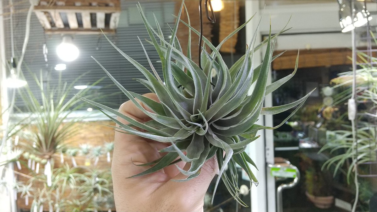 KN ティランジア スプレンゲリアナxゲミニフローラ（TILLANDSIA
