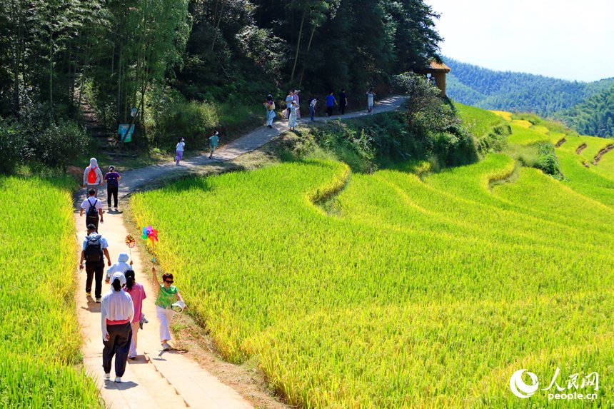 Beautiful Jiangxi: Terraced fields wind across the hills of Shuinan Village in Shangbao Township, drawing visitors to enjoy the stunning layered landscape.