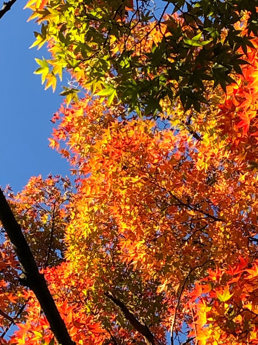 seiji_takaiwa's tweet photo. いよいよ 明日が締め切りとなりました。
ほんと後数名だけだそうです。

よろしければ
秋の京都🍁で
一緒に乾杯しにいらしてください🍻

◎お申し込みはメールにて
株式会社 宮部企画
miyabec@nifty.com

＃宮部企画 ＃かえでや
＃伏見 https://t.co/114UlqTQLw