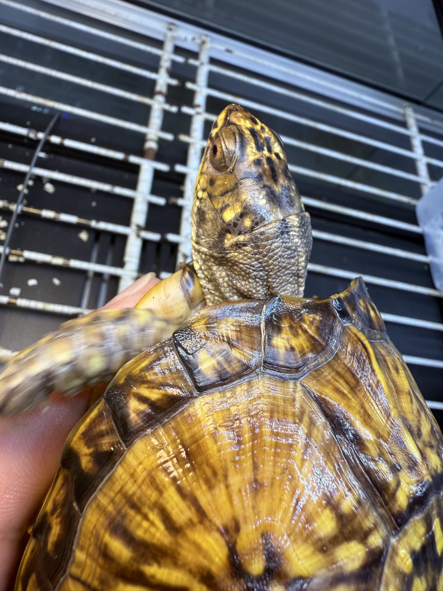 検索用 ✧︎*。 GitHub - bertsir/zBarLibary: 🔥 zbar扫描快，zxing可以生成和