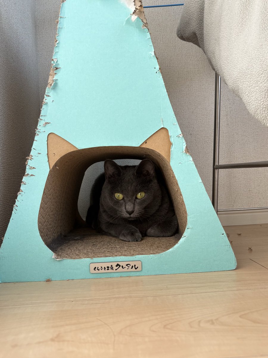mipoha's tweet photo. いつもかくれんぼする、保護猫おとめさん。
グレーの猫は臆病者だと聞くけど、���当だなといつも思う😅

#保護猫 
#保護猫を家族に 
#保護猫と暮らす 
#グレーの猫 https://t.co/TFIjhAoU8s