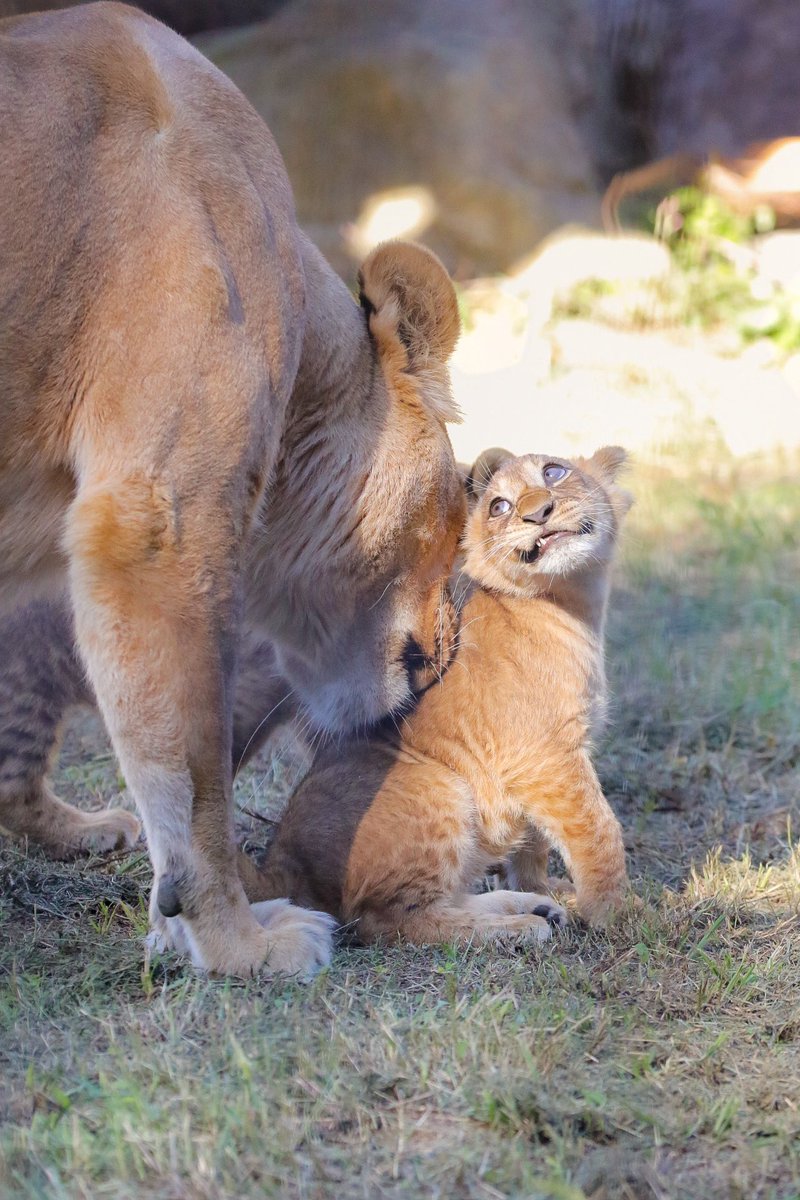 ライオンページ ライオン🦁