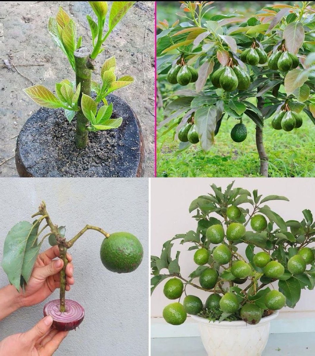 By now, I can say that we need to stop buying avocados and start learning how to grow them at home.