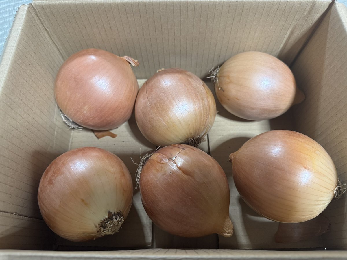 (有)　アイリス　カウ　ファーム 有) アイリス カウ ファーム Reblooming Iris Collection | White