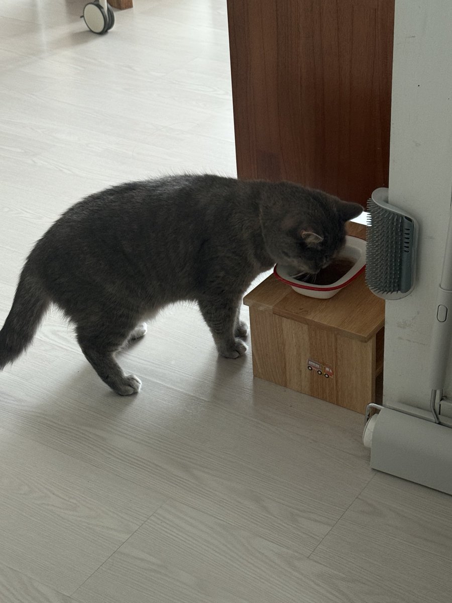 인간이 식탁에 앉아서 뭔가 입에넣고있는 소리가 들리면 스윽 나타나서 습식자리에 앉아 눈빛빔을 엄청 쏨. 절대 야옹같이 인간이 좋아할만한 행동은 안함. 눈빛만으로 상대를제압한다