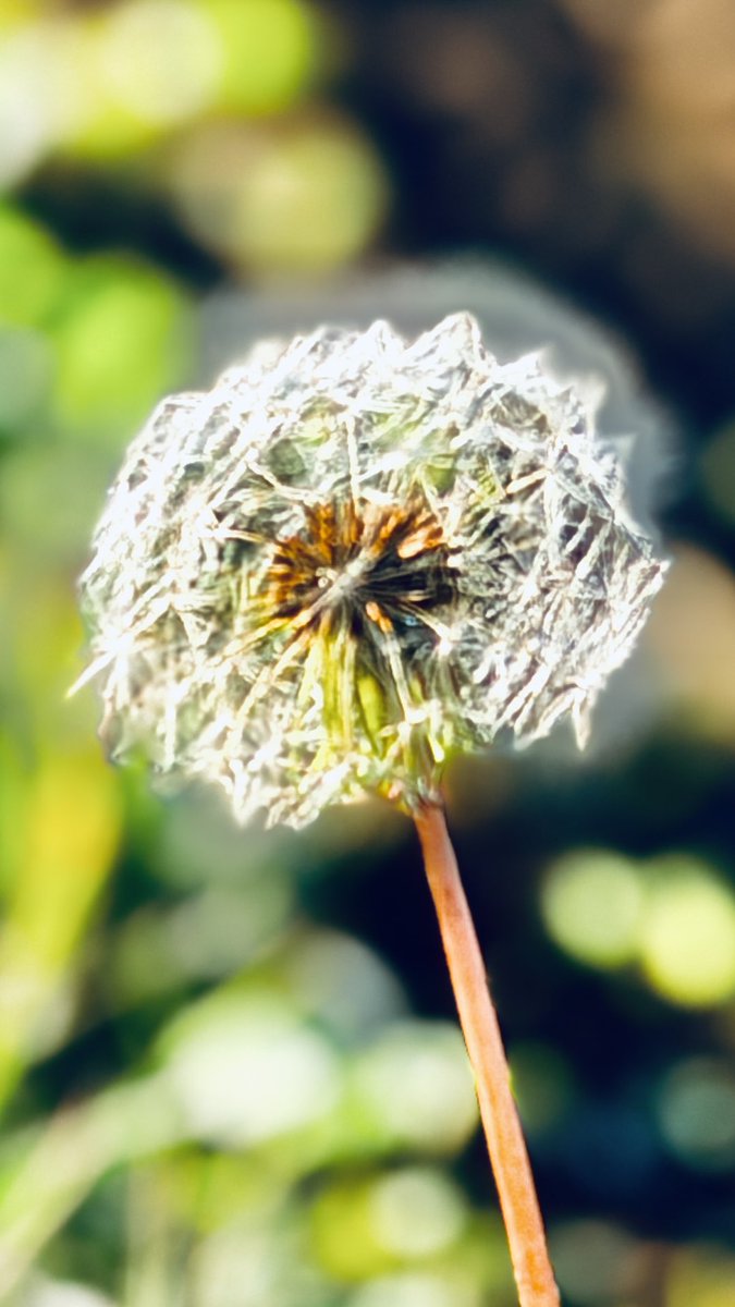 K*s様 セントポーリア F Dandelion Syrup, F タンポポシロ K*s様 セントポーリア F Dandelion Syrup, F タンポポシロ