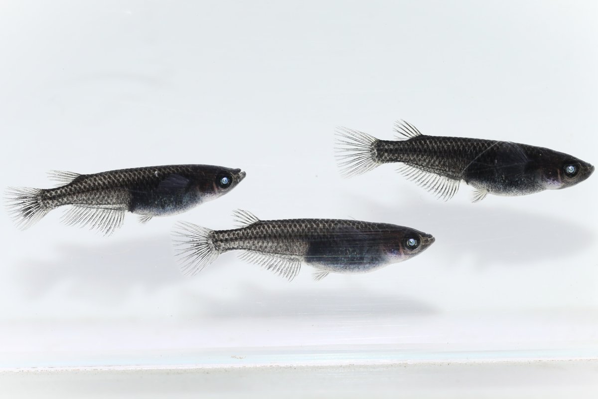 佐治石〈26〉【Taiyoメダカ】 TAIYOメダカ