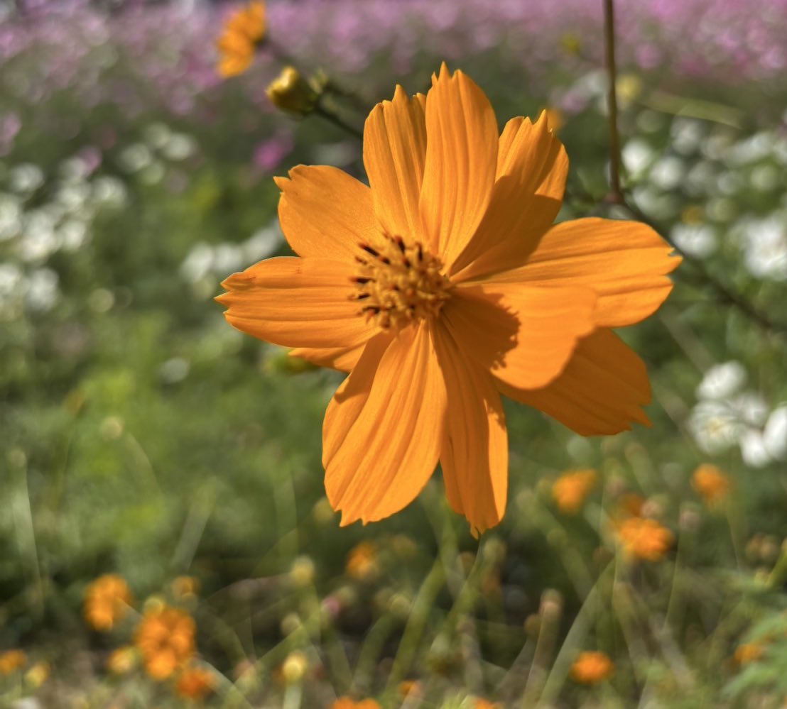 アビチャン on X