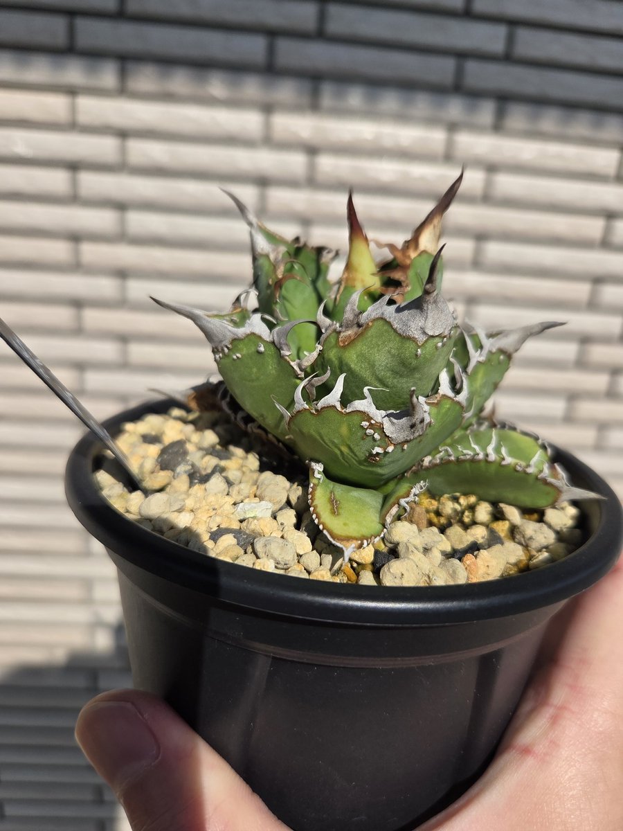 抜き苗✨レア♥️蜜桃プリン✕Prodidity✨ 20%OFFセール（抜き苗）一覧 – Top Succulent®