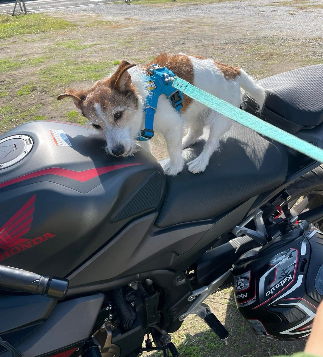 いっぬ ゆーわ on X