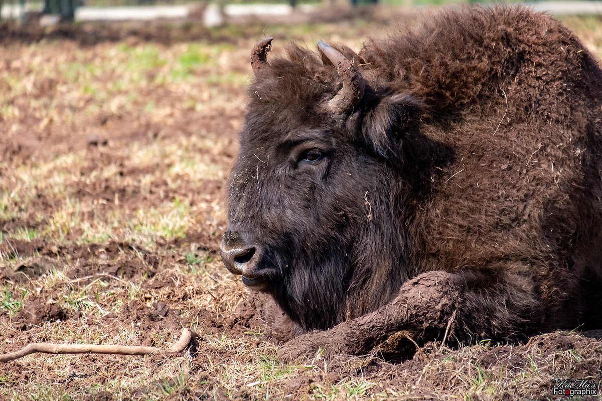 Guten Morgen ihr Lieben. Guck nicht so, ich liege gerne im Dreck. Wünsche euch einen schönen Vizefreitag 🥰
#nature #natur #säugetiere #rinder #tiere #animal #tier #animals #hornträger #gutenmorgen #goodmorning #thüringenfotografie #outdoor #fujifilmxe1 #bovine #wildpark