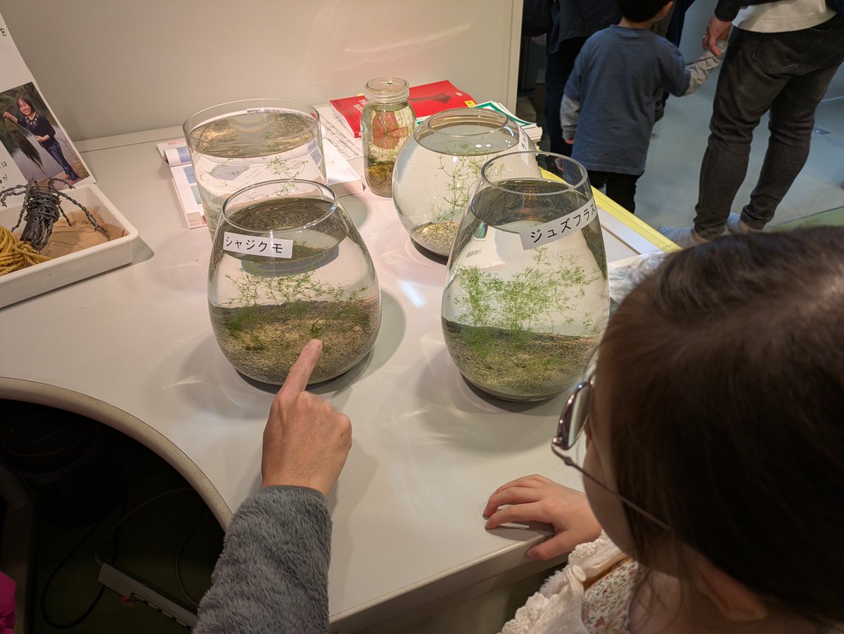 一般公開、雨にも負けず大盛況☔ 電子顕微鏡体験は整理券が即配布終了の大人気✨今年の目玉は水槽のシャジクモ🌿「きれい！」「絶滅危惧種なの⁉」と驚きの声も👀来年もぜひお越しください！