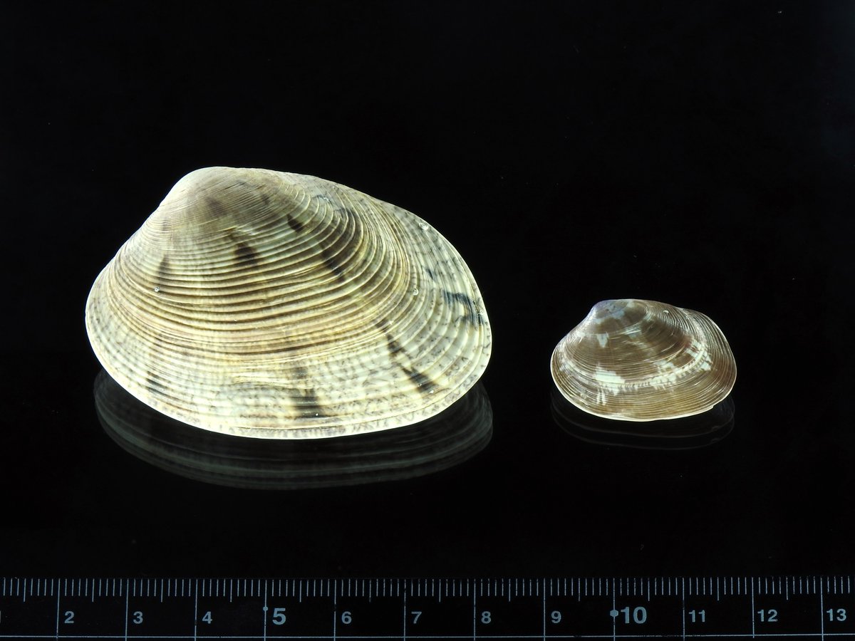 研究成果】 島根県隠岐諸島におけるスリガハマ （二枚貝綱