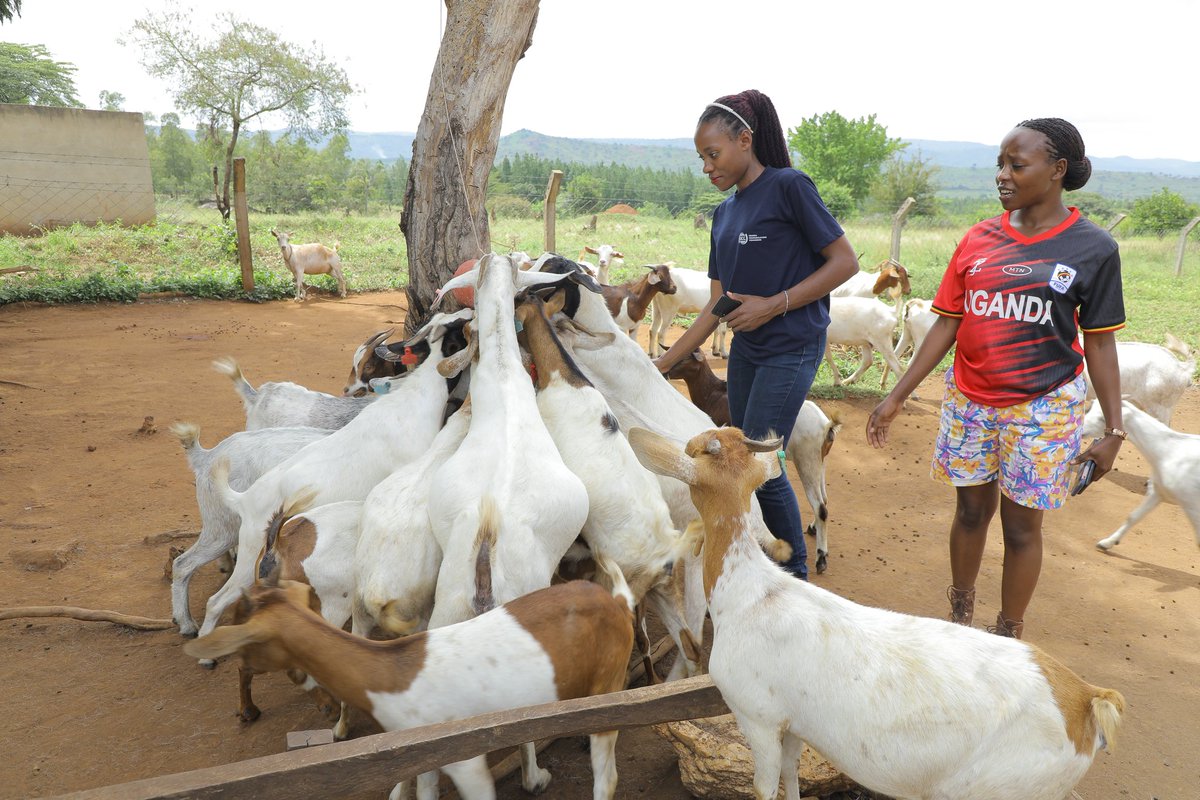 RachealMukalazi's tweet image. Maybe your luck isn’t in that office you’re heading to.
Look at Grace who left her bank job to join her husband Gilbert Kermudu on their 300 acre farm in Nebbi district. Though many thought it was risky, their farm is now one of West Nile’s model agribusinesses.
#GoldenPosts