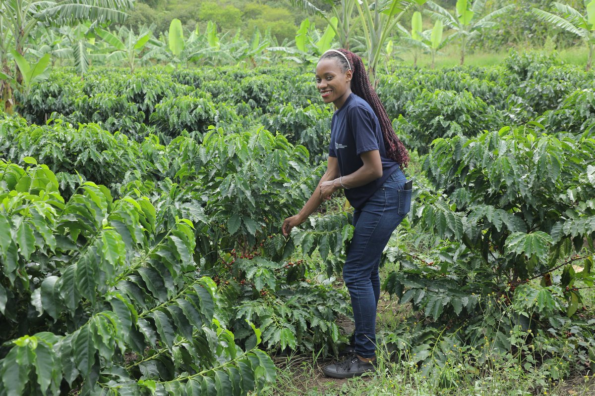 RachealMukalazi's tweet image. Maybe your luck isn’t in that office you’re heading to.
Look at Grace who left her bank job to join her husband Gilbert Kermudu on their 300 acre farm in Nebbi district. Though many thought it was risky, their farm is now one of West Nile’s model agribusinesses.
#GoldenPosts