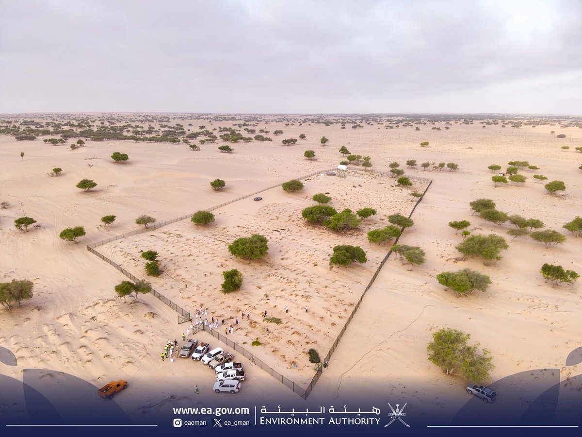 أطلقت #هيئة_البيئة بمحافظة جنوب الشرقية حملة لاستزراع النباتات البرّية في منطقة الحنية بولاية جعلان بني بوعلي، نجحت خلالها في زراعة أكثر من 1600 نبتة، وذلك ضمن مبادرات "القائمة الخضراء"، تزامنًا مع بداية الموسم الجديد دعمًا للمبادرة الوطنية لزراعة 10 ملايين شجرة، وتعزيزًا لزيادة