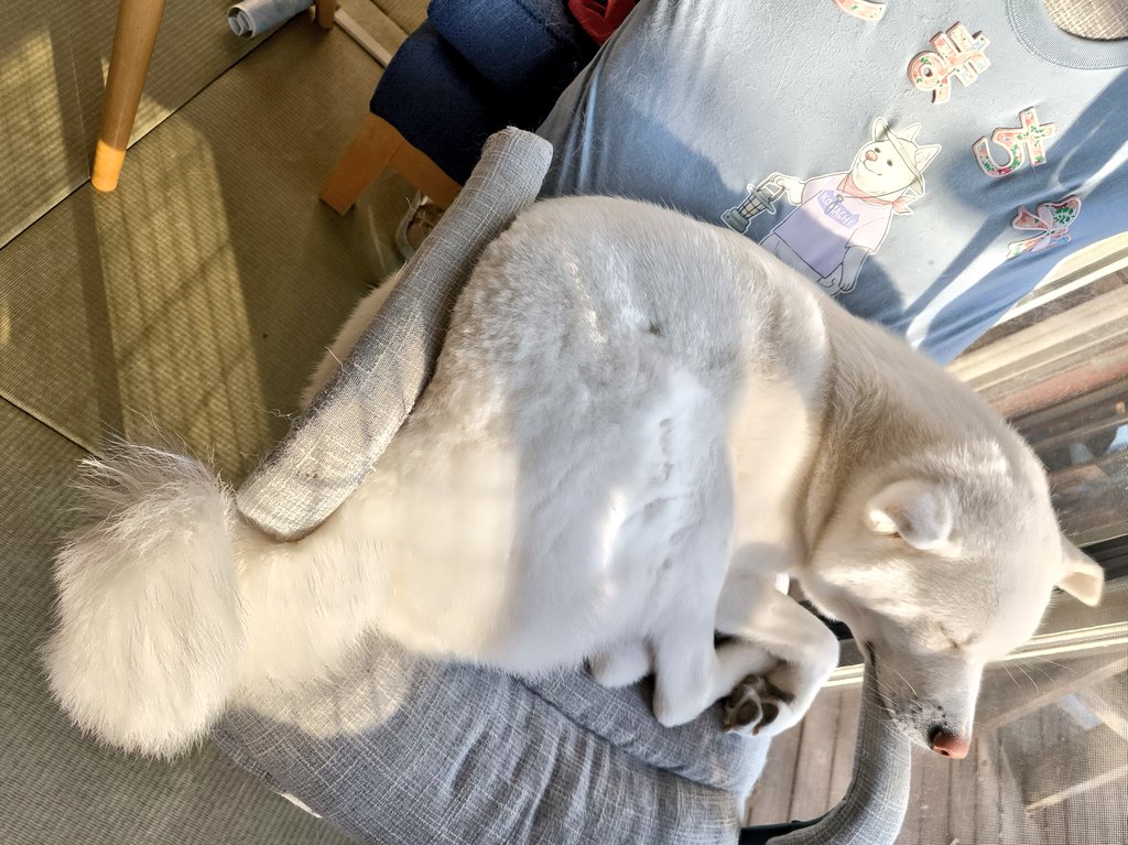 秋田犬 こまち日和 on X