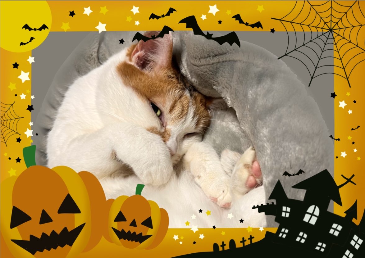 ★814 Halloweenにゃんこ 数寄屋橋れんげ🎲🍜もりもりにゃんこめし on X