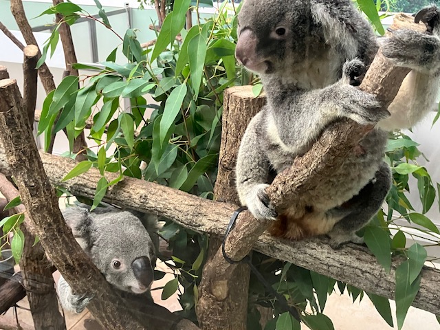 コアラ のペアリングは、メスの発情が最も重要ですが、オスの