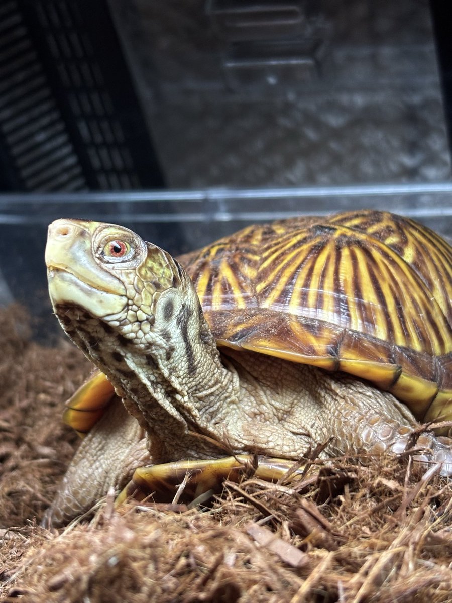 dsk_life's tweet photo. ミナミニシキハコガメ
TSD♂設定ミナミくん🐢
孵化後16ヶ月
(飼育から14ヶ月)
600g位
少しずつ大人な顔つきに✨
尻尾から♀疑惑もありますが、24ヶ月は飼い込み、変化を楽しもうと思っています😊
#ミナミニシキハコガメ
#ニシキハコガメ
#アメリカハコガメ
#desertboxturtle
#terrapeneornateluteola https://t.co/H5QuYJR9RO