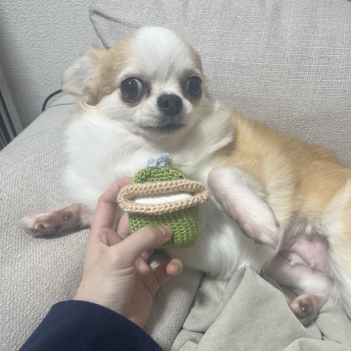 に (@donyoku_jp) on Twitter photo 