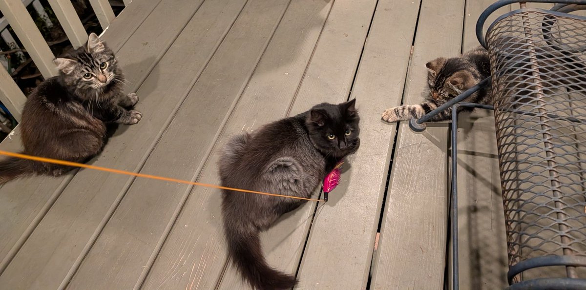 SentientBiLight's tweet image. Honestly gutted my neighbor wants to send these little angels off to a farm