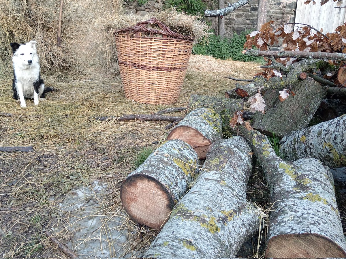 Un matí qualsevol més al llogarret del nord dels irreductibles ruralots.
#Rocabrunix
#RepúblicaCollie
#RuralismeOBarbàrie
#PutaRomansSempre 😁🤟