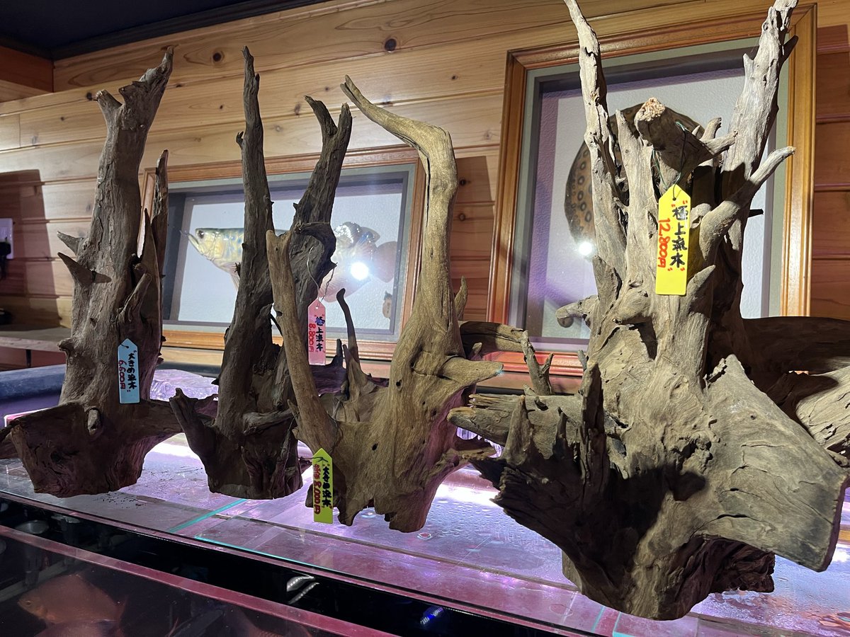 さきぽよ  流木ツリー アクアショップしなの on X