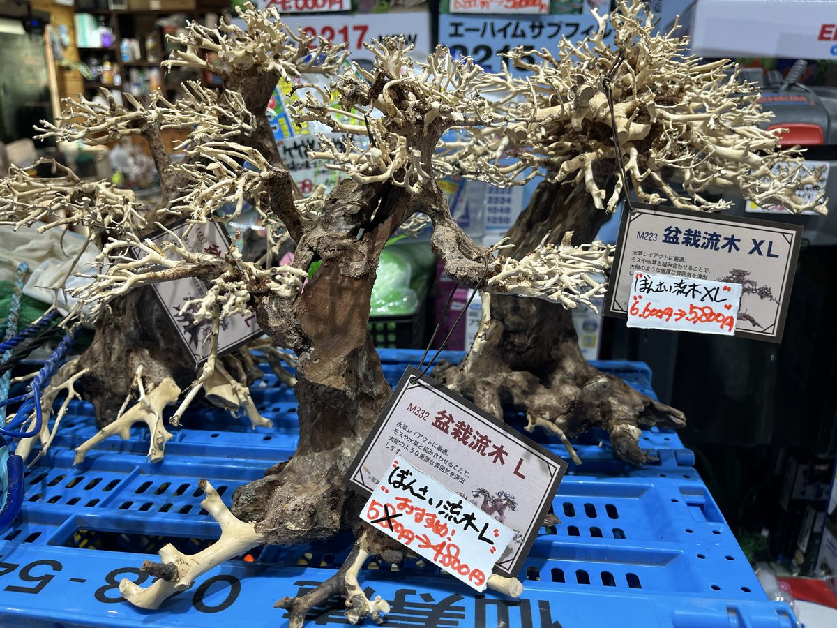 さきぽよ  流木ツリー アクアショップしなの on X