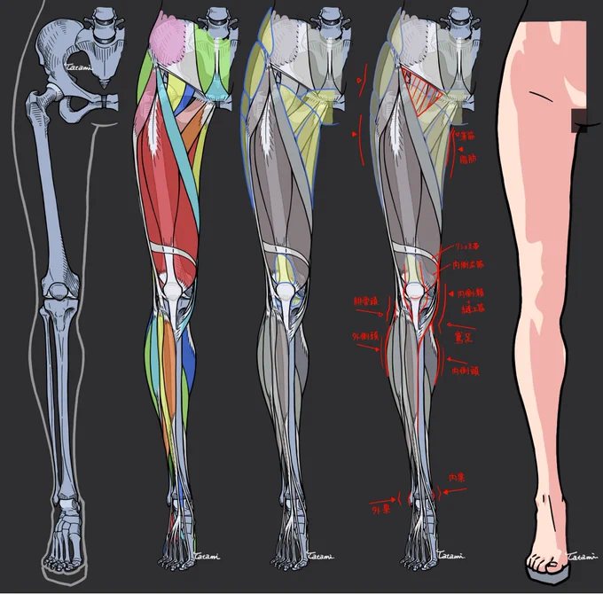 女性の脚の解剖スケッチ(過去ポストより) 解説コメントは、同人誌「Foci -lower limbs-」に掲載。 脚好きの人に届きますように…