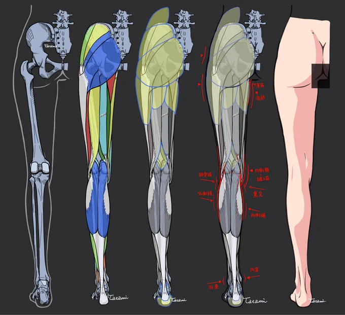 女性の脚の解剖スケッチ(過去ポストより) 解説コメントは、同人誌「Foci -lower limbs-」に掲載。 脚好きの人に届きますように…