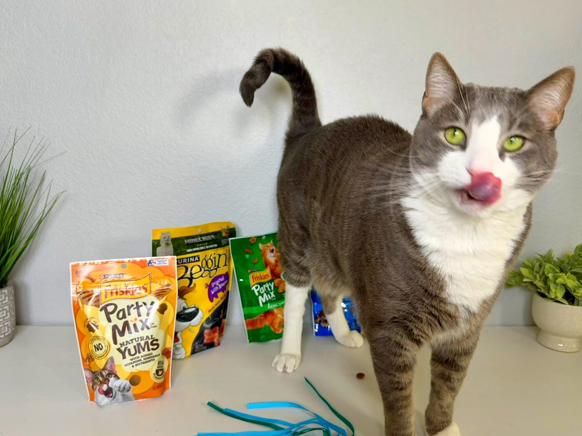 lindawolfeugc's tweet image. My cat Milo loves one of two things. The camera or the treats LOL. He is my pet UGC buddy! #UGCcreator #ugccommunity #cats @Purina
