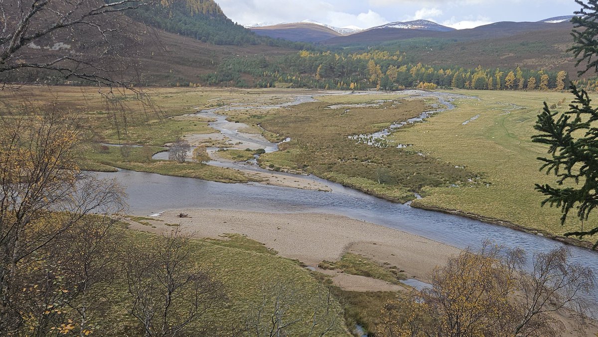Dynamic_Rivers's tweet image. Naturally functioning tributary on the valley floor of the River Dee. This is what they should look like and how they should behave in our uplands. Needs livestock management, but this is a template vision of fluvial landscape recovery. Perhaps we need more of these as a guide?