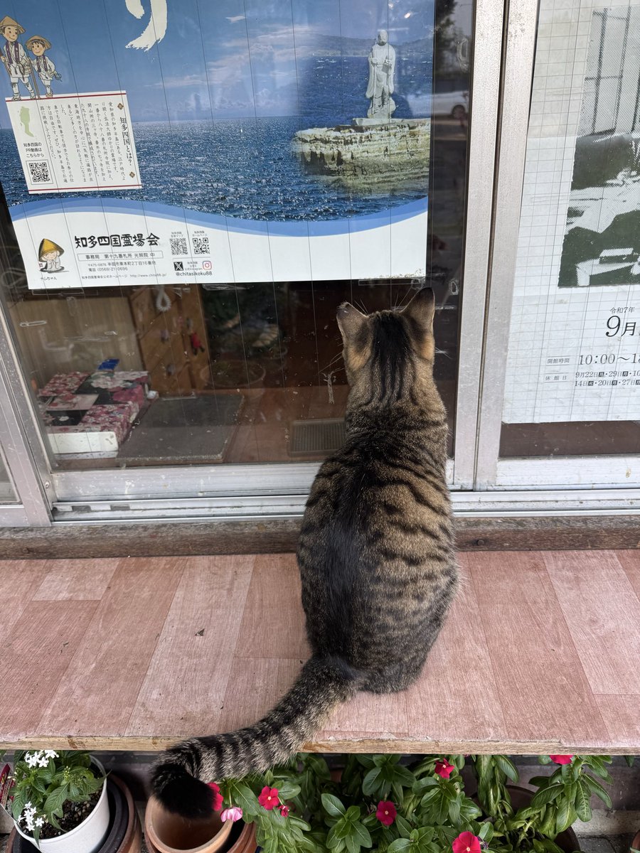 プカプカ猫　in　sky しゅんぺい on X