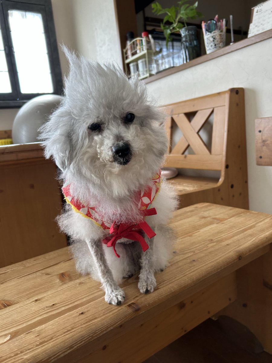 ハルページ はる。さん専用 ぐるぐるページ ZX-199 公式限定フリースポーチ