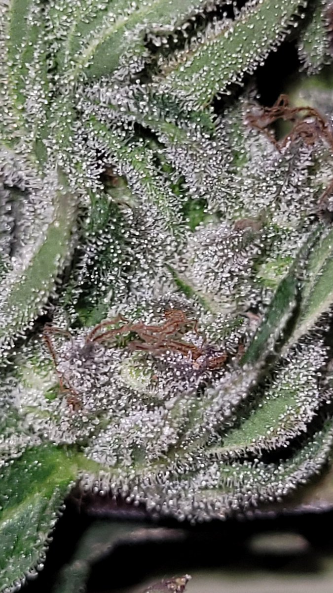 So excited to see how she washes 

#liverosin
#Mmemberville #CannabisCommunity 
#organicallygrown