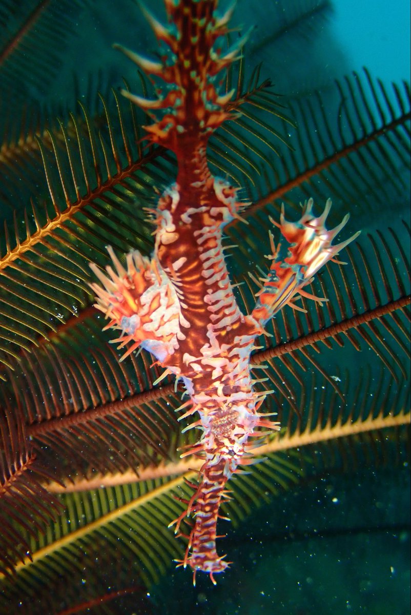 WATERBULL プルガサリ(チビガサリ) Chichibu 2014 - Ratings and reviews - Whiskybase