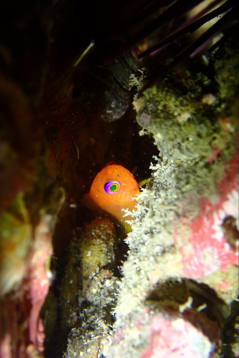 WATERBULL プルガサリ(チビガサリ) Chichibu 2014 - Ratings and reviews - Whiskybase