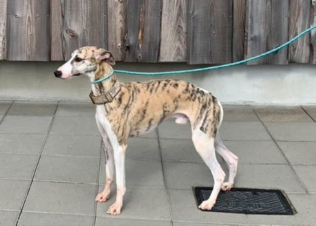 まみりん (@88mamirin88) / Posts / X