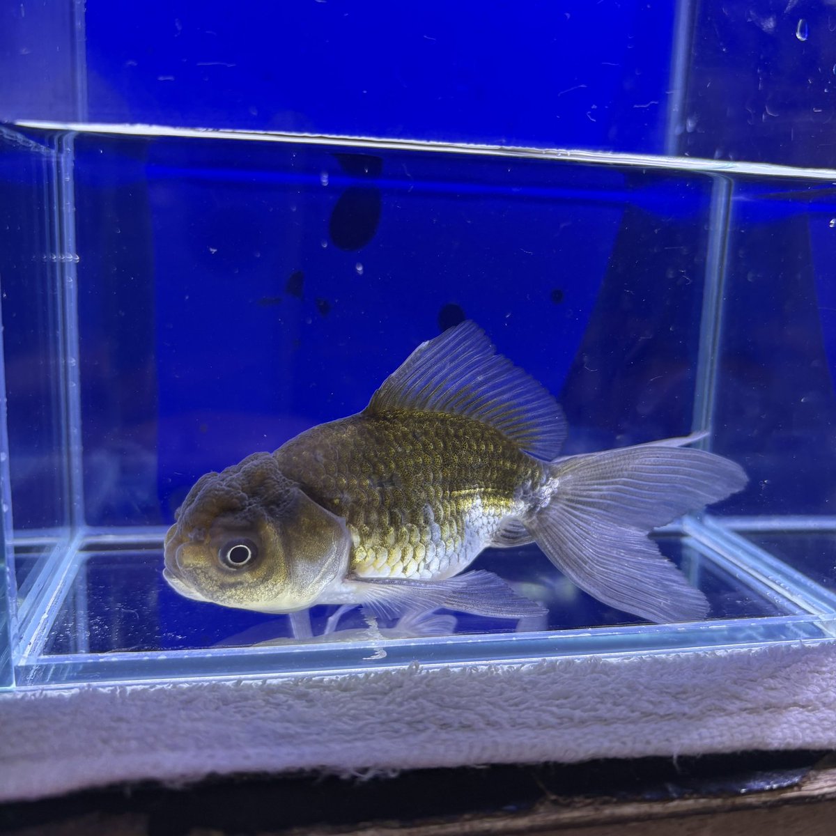 かねだい所沢店 on X