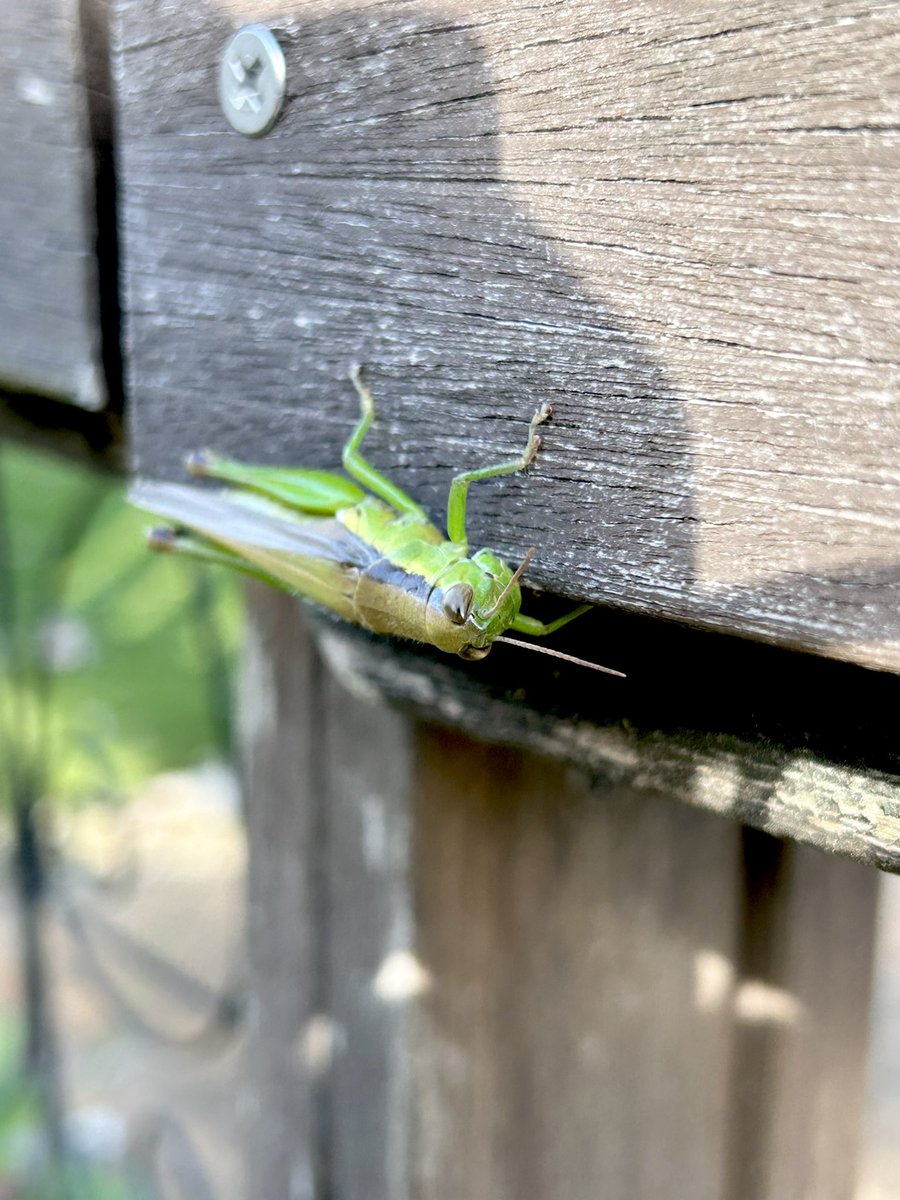 giantrogo's tweet image. 朝晩寒くなったね。