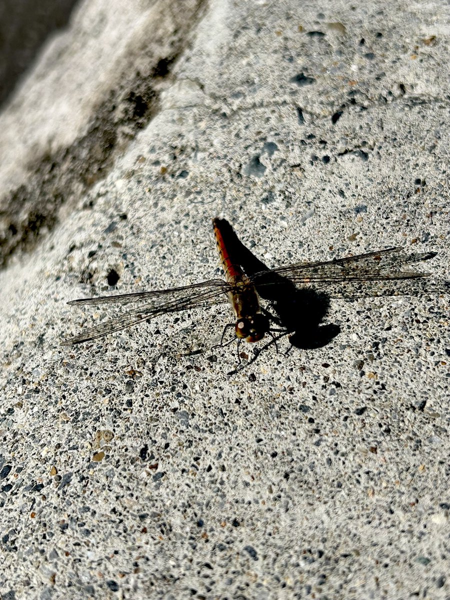 giantrogo's tweet image. 朝晩寒くなったね。