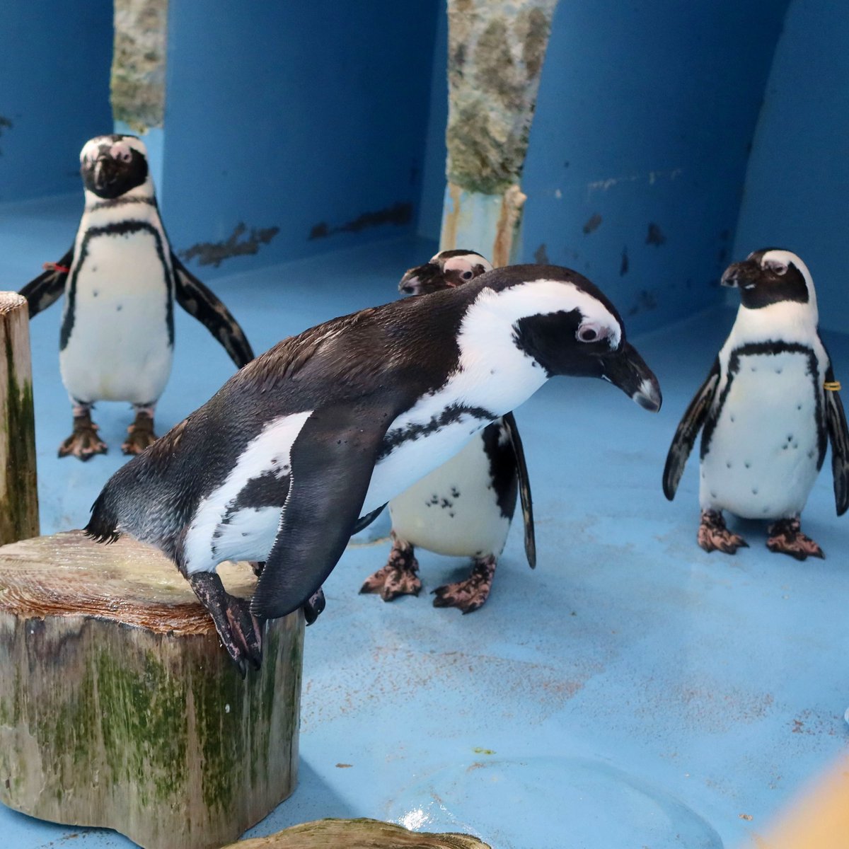 オーディエンスの前で、ゼロ・グラビティ🕺を披露するペンギンです