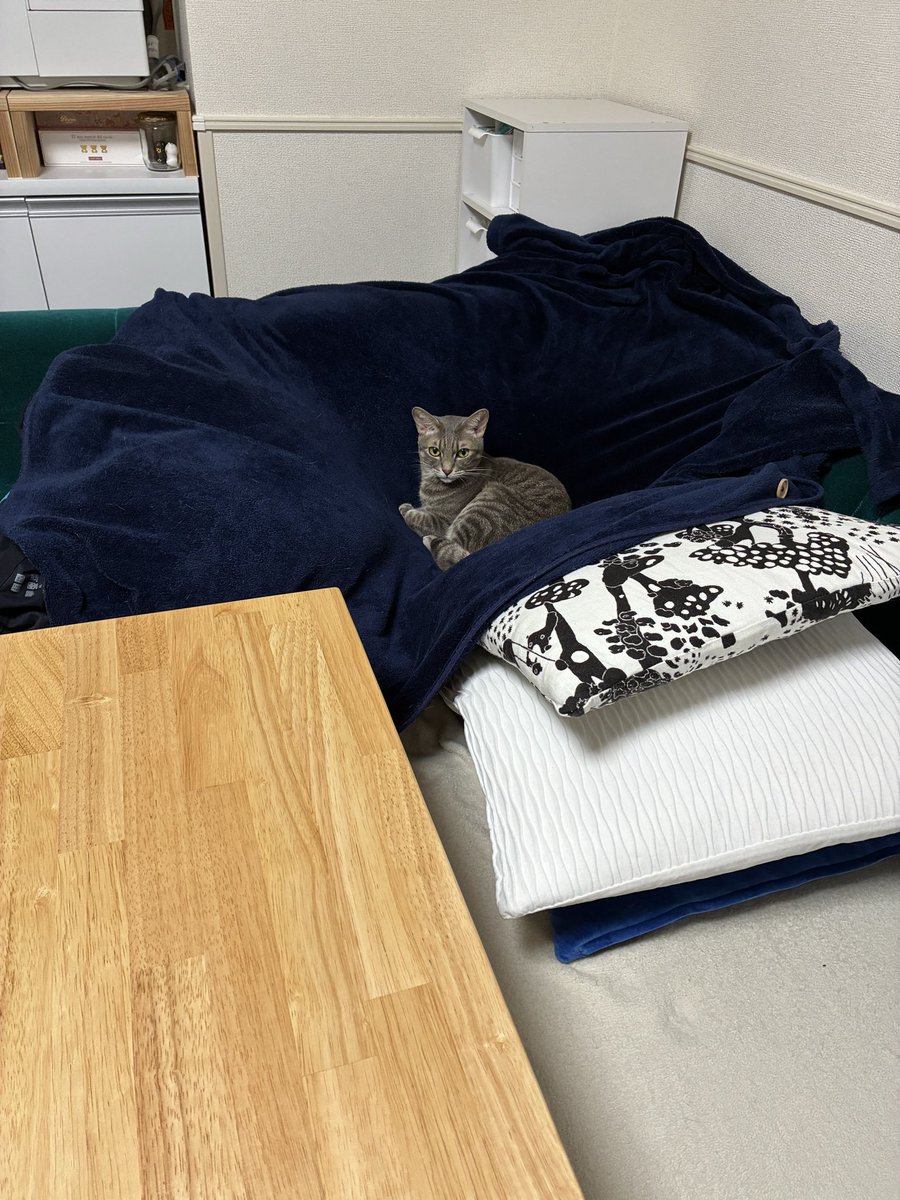 うずらねこちゃんねる on X