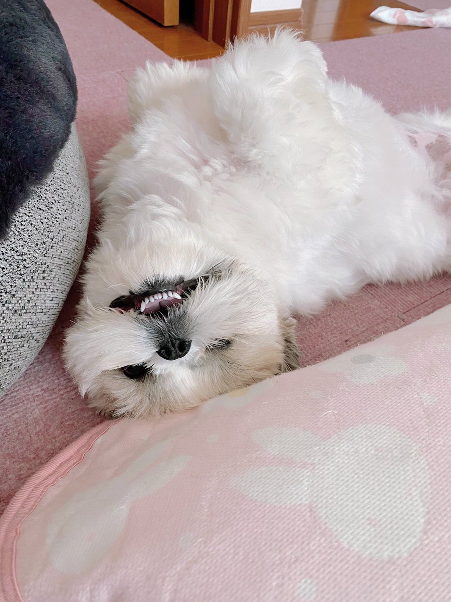 シーズー🍑ももちゃ🍑 (@_momo_0710_) / Posts / X