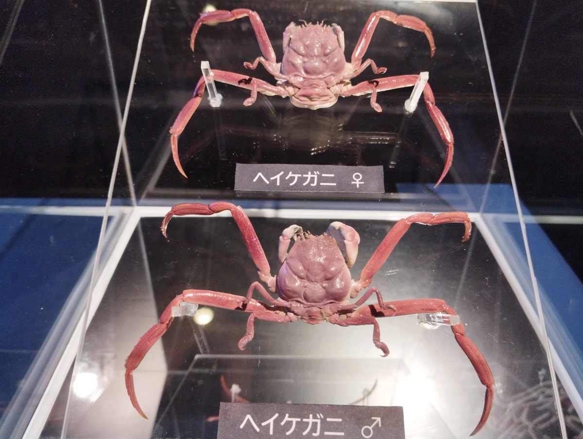 先日海響館様にお伺いしたのですが、ヘイケガニの標本がめちゃくちゃお洒落に展示されていました。
自分の作品が水族館デビューを果たした晴れ舞台を見れて感無量です。
作品の魅力を最大限に引き出すように展示してくださりありがとうございました。

すっごく良い展示なので皆さんぜひ見てください！