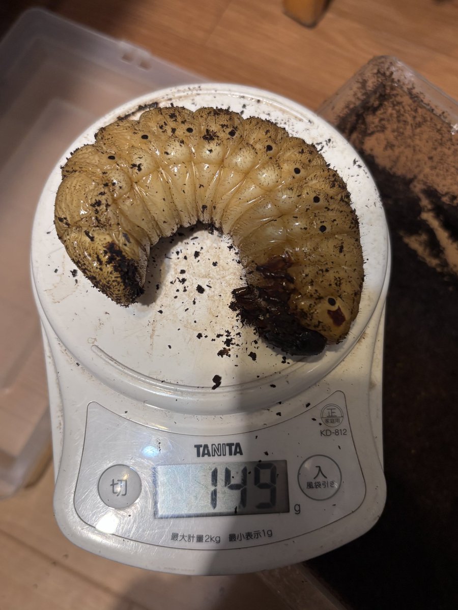 SERKIS きのこ SERKIS きのこ Blueskyのキノコ全部描きたい｜citrocube