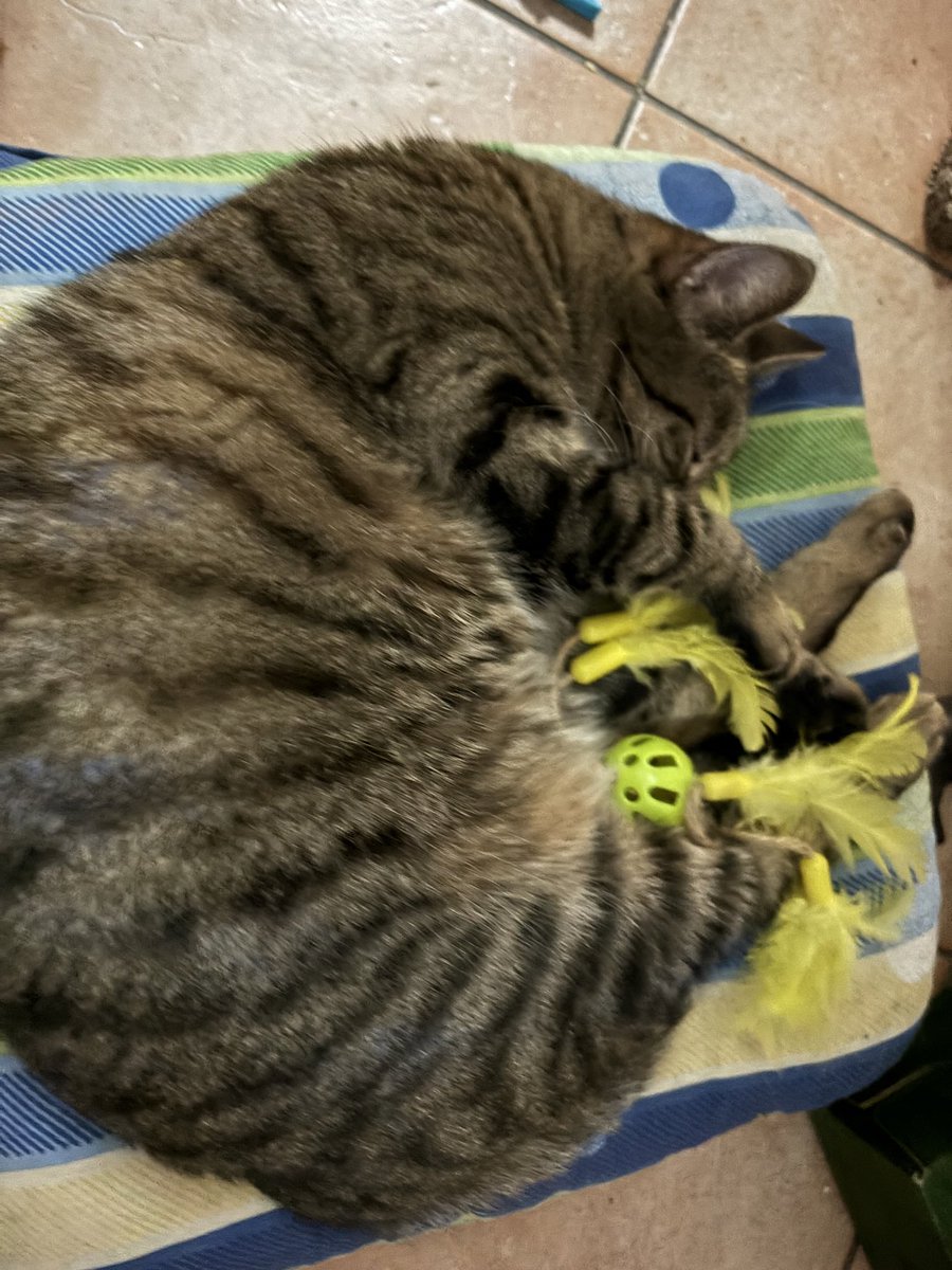del_maria61679's tweet photo. #Garden #Fall #Boomings #Daisy #Roses! #enhancing #lake #beauty #Vibes #SunPass #baby #Mood #Feline! 🤩 https://t.co/TAFdnI1m06