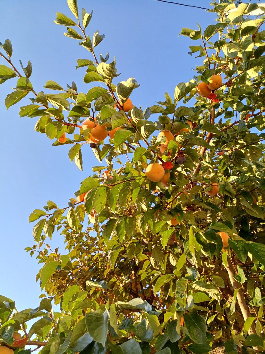 蓮さんよろしくお願い申し上げます。 写真素材 BO-119｜富士フイルム年賀状印刷 2026