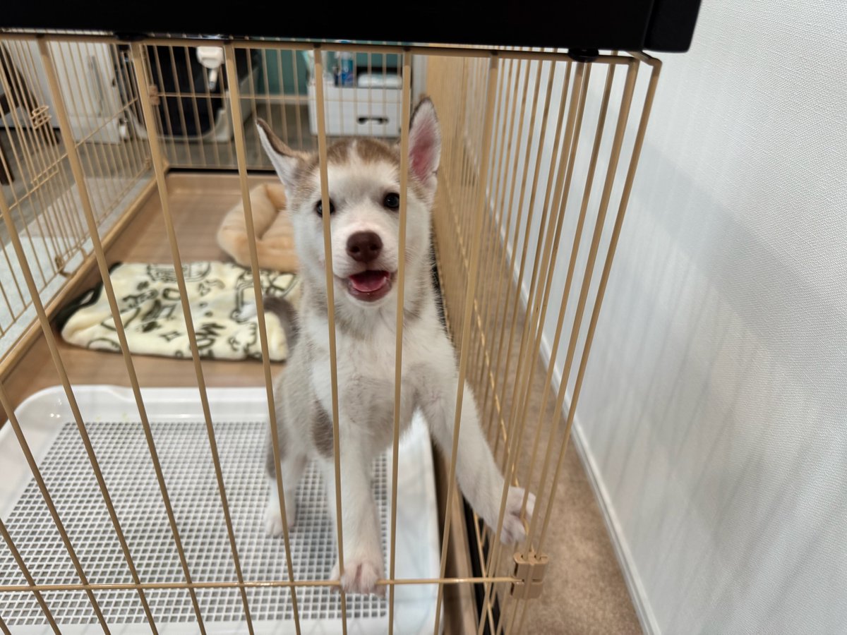 うちの家族 on X